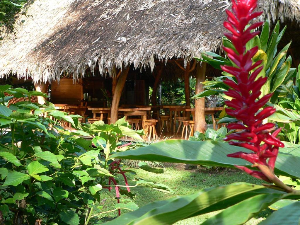 Blue Conga Hotel Puerto Viejo de Talamanca Exterior photo